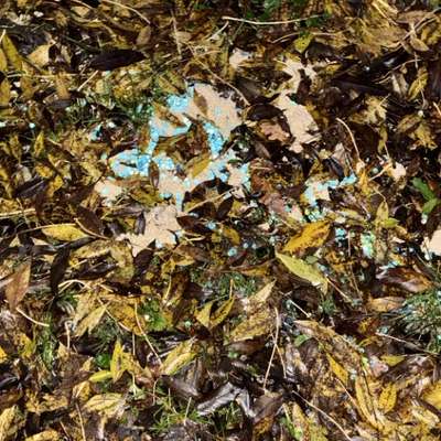 Giftköder-Möglicher Giftköder-Bild