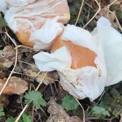 Giftköder-Mögliche Giftköder (rohes Hähnchen)-Bild