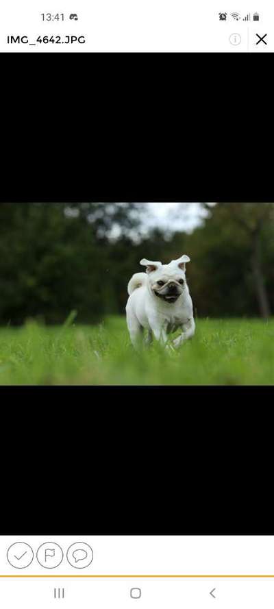 Die Dogorama Kalender Challenge Titelbild-Beitrag-Bild