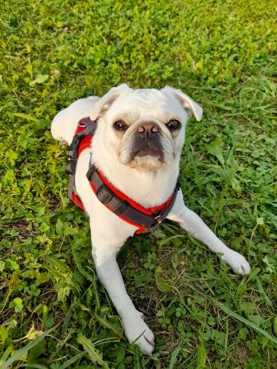 Welpenfotos-Beitrag-Bild