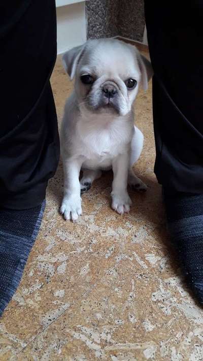 Welpenfotos-Beitrag-Bild