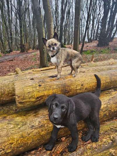 Hundetreffen-Dümpten Hundefreunde-Bild