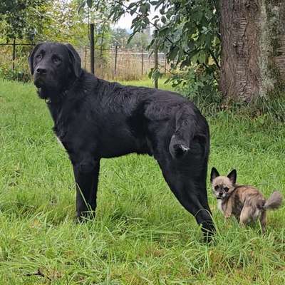 Hundetreffen-Hunde/ Menschen Freunde-Bild