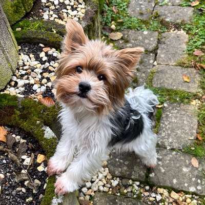 Hundetreffen-Hunde Gassi/Betreung💗🐾Hilfe-Bild