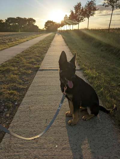 Alles rund um den Schäferhund, diskutieren erwünscht.-Beitrag-Bild