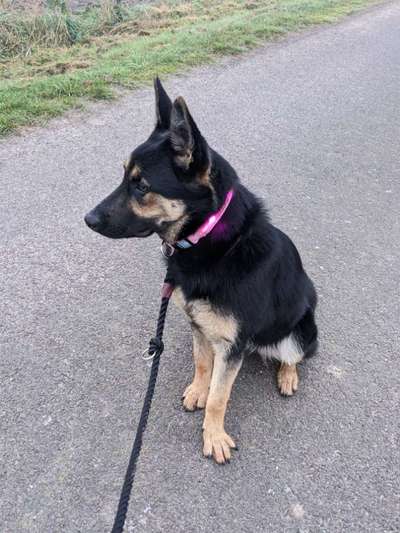 Deutsche Schäferhunde, Belgische Schäferhunde.-Beitrag-Bild