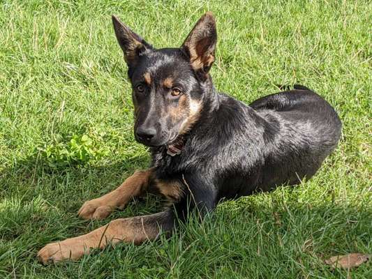 Alles rund um den Schäferhund, diskutieren erwünscht.-Beitrag-Bild