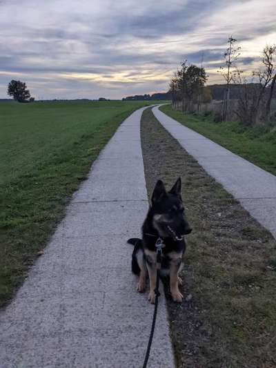 Deutsche Schäferhunde, Belgische Schäferhunde.-Beitrag-Bild