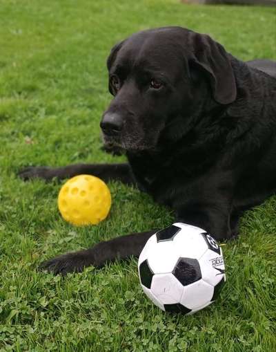 Labradorfans-Beitrag-Bild