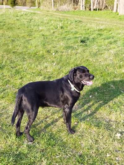 Labradorfans-Beitrag-Bild