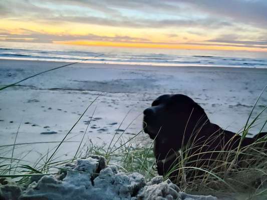 Labradorfans-Beitrag-Bild