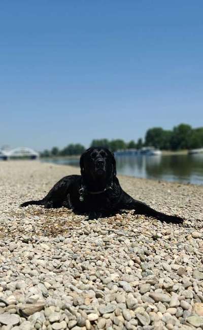 Labradorfans-Beitrag-Bild