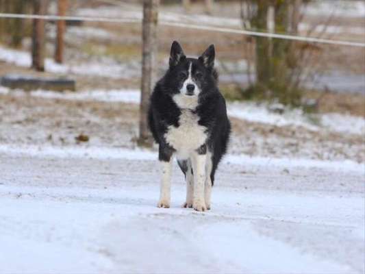 Dein Hund im Dogorama-Kalender 2021-Beitrag-Bild