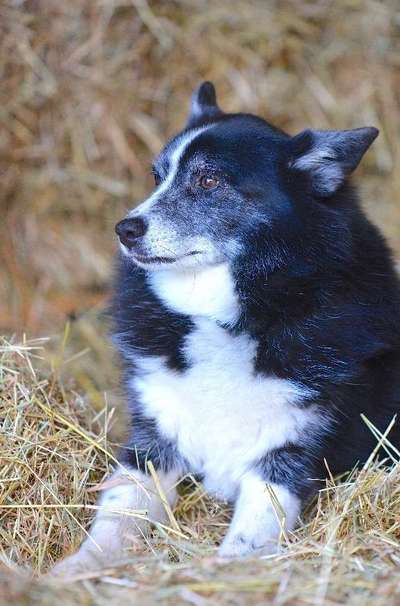 Dein Hund im Dogorama-Kalender 2021-Beitrag-Bild