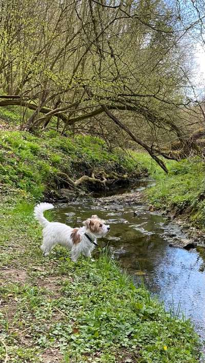 Wo sind die Jack und Parson Russell Terrier?-Beitrag-Bild