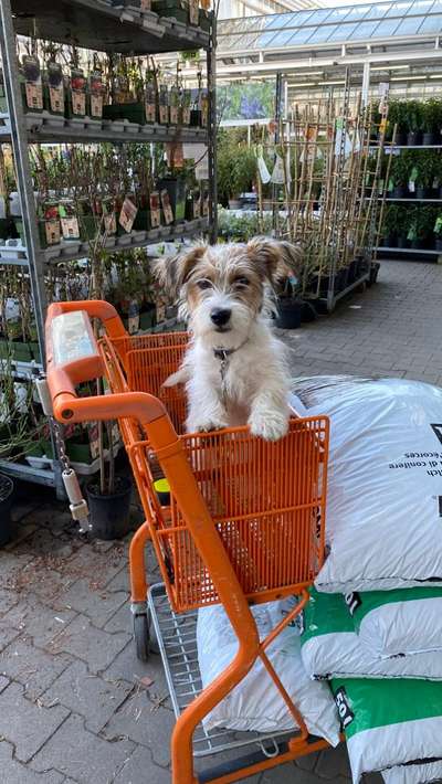 Wo sind die Jack und Parson Russell Terrier?-Beitrag-Bild