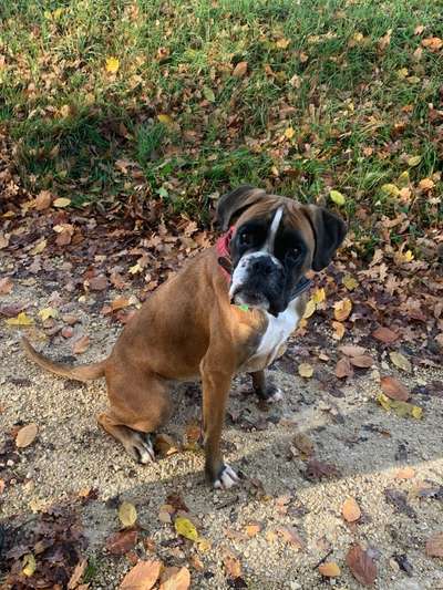 Reinrassige Hunde?-Beitrag-Bild