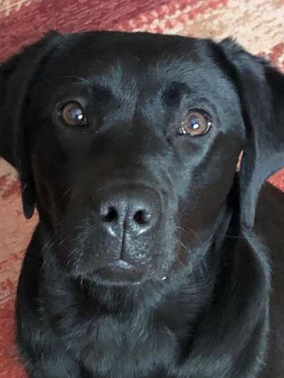 Handy Foto Challange Nr. 46  Happy Dog-Beitrag-Bild