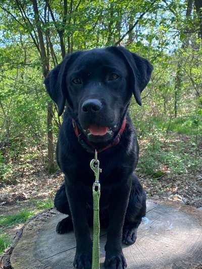 Handy Foto Challange Nr. 46  Happy Dog-Beitrag-Bild