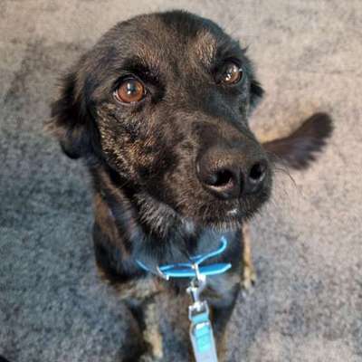 Hundetreffen-Spazieren in Dransdorf/ Tannenbusch-Bild