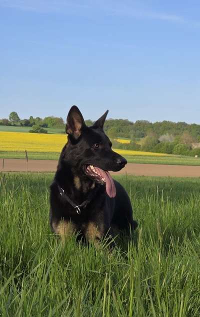 Hundetreffen-Hundetreffen-Bild