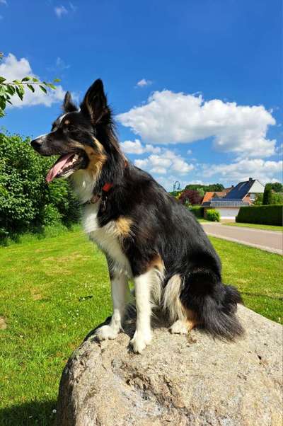 Dogorama Photo Challenge - Gassipause-Beitrag-Bild