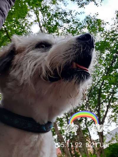 Unsere Fellnasen im Regenbogenland-Beitrag-Bild