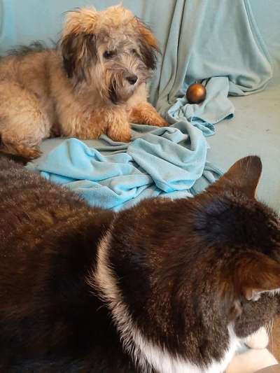 Freddys Kummerkasten-Beitrag-Bild