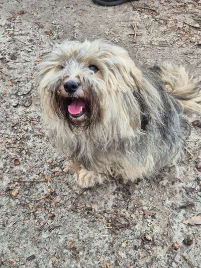 Spitzname(n) Deines Hundes-Beitrag-Bild