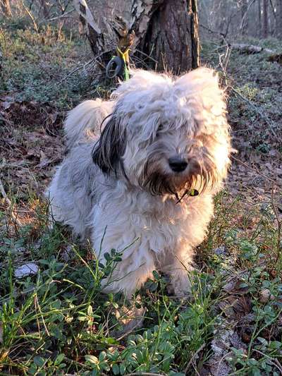 Austausch über Tibetdoodle-Beitrag-Bild