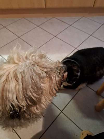 Freddys Kummerkasten-Beitrag-Bild