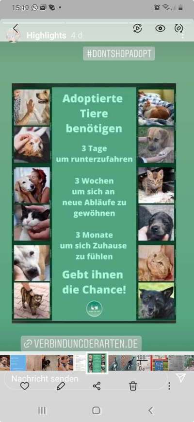 Mein 1,5 Jahre junger Schäferhund Rüde hat Angst vor mir (Männl.) Aber Frauchen findet er super toll-Beitrag-Bild