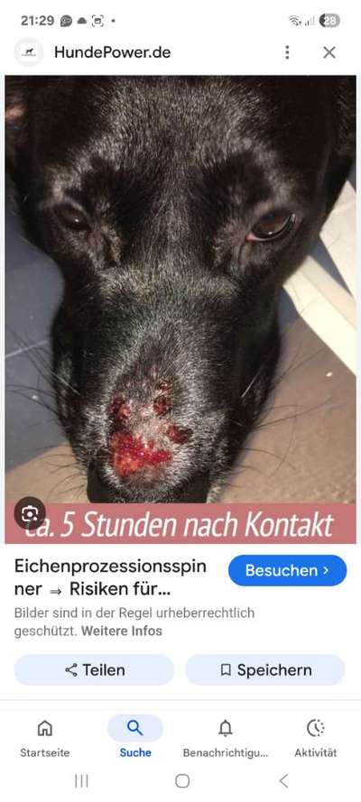⚠️🐛 Eichenprozessionsspinner – echte Gefahr für Hunde oder unnötige Panikmache?-Beitrag-Bild
