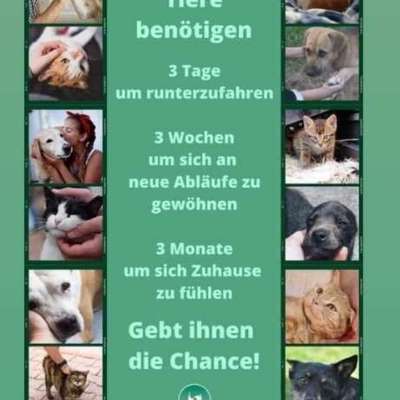 Hütehündin 8 Monate Auslastungsfrage-Beitrag-Bild