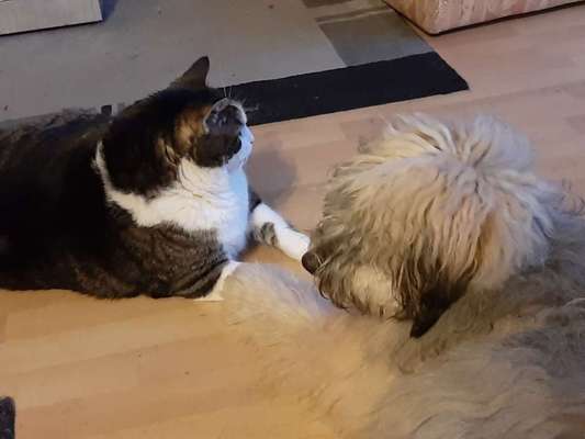 Katze und Hund-Beitrag-Bild