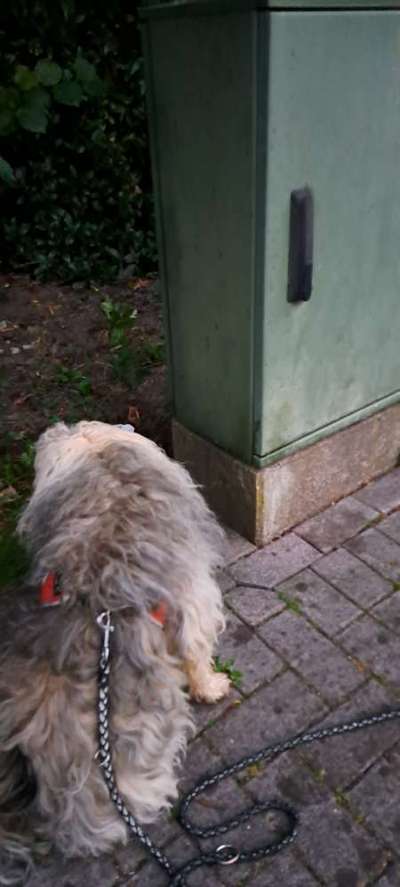 Freddys Kummerkasten-Beitrag-Bild