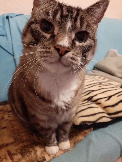 Unsere Fellnasen im Regenbogenland-Beitrag-Bild