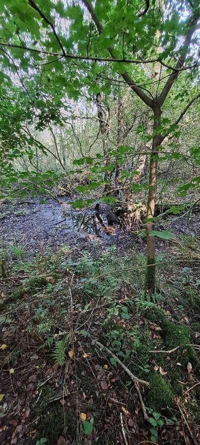 Freddys Kummerkasten-Beitrag-Bild