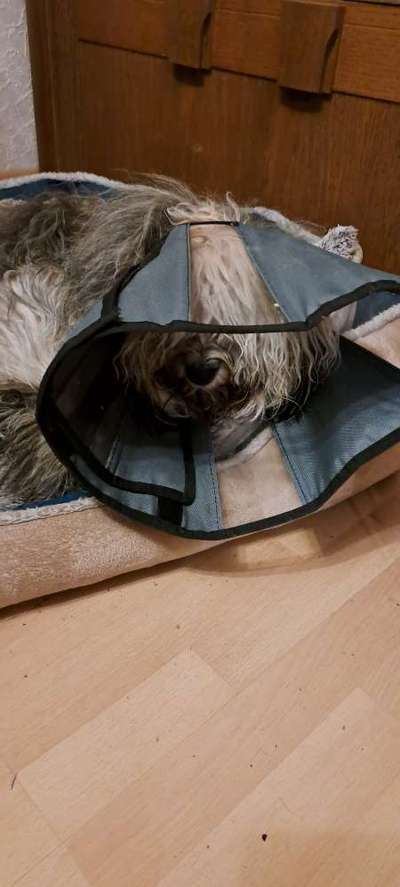 Freddys Kummerkasten-Beitrag-Bild