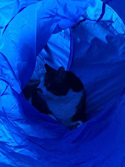 Freddys Kummerkasten-Beitrag-Bild