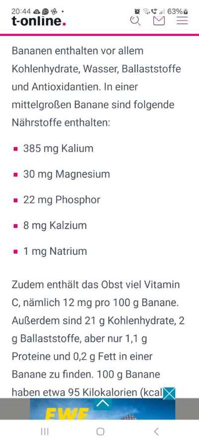 Fake News in der Hundewelt-Beitrag-Bild