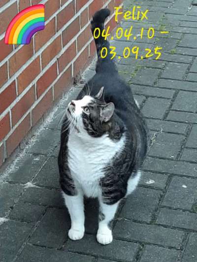 Unsere Fellnasen im Regenbogenland-Beitrag-Bild