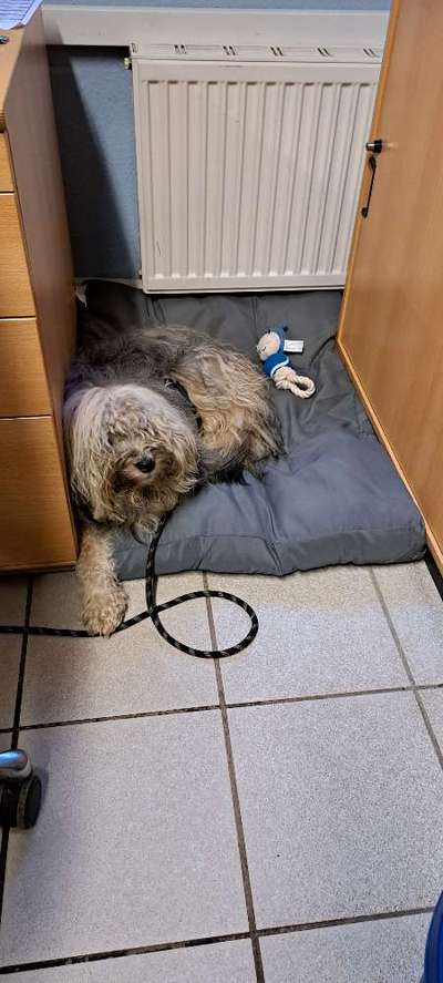 Freddys Kummerkasten-Beitrag-Bild