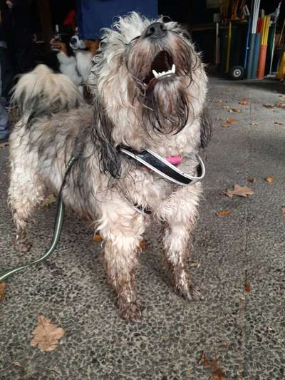 Die lustige Welt der Hunde-Mimik :)-Beitrag-Bild