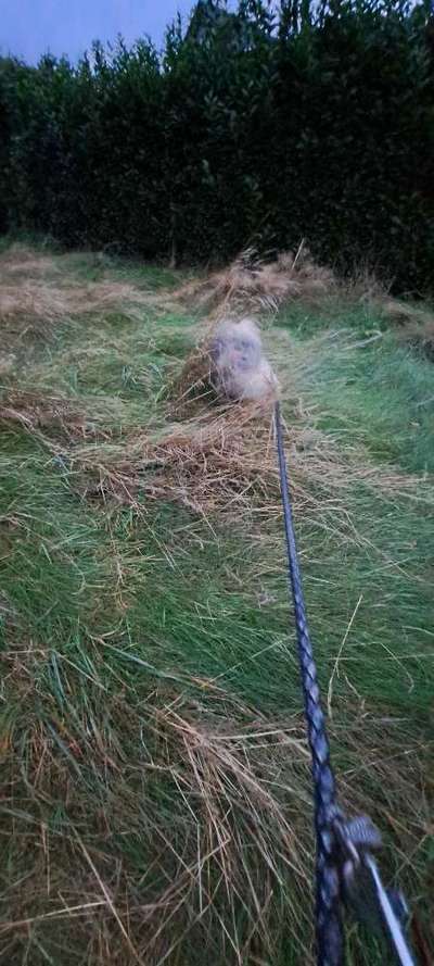 Freddys Kummerkasten-Beitrag-Bild