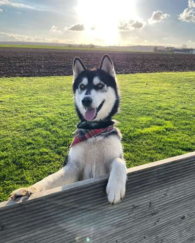 Nordische Hunde-Beitrag-Bild