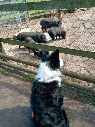 Gibt's hier noch mehr Border Collies???-Beitrag-Bild