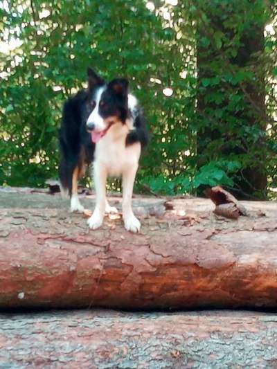 Welche Hunderasse-Beitrag-Bild