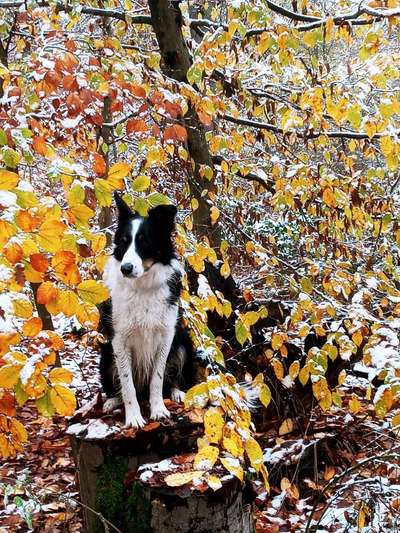 Gibt's hier noch mehr Border Collies???-Beitrag-Bild