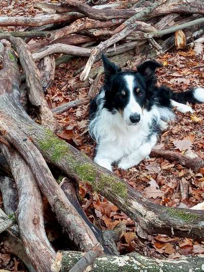 Welche Hunderasse-Beitrag-Bild